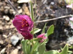 Fritillaria pluriflora