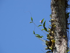 Sobralia decora, photograph (c) Alexis López Hernández, some rights reserved (CC BY)