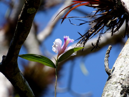 Sobralia decora, photograph 5