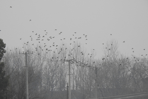 Red-billed Starling