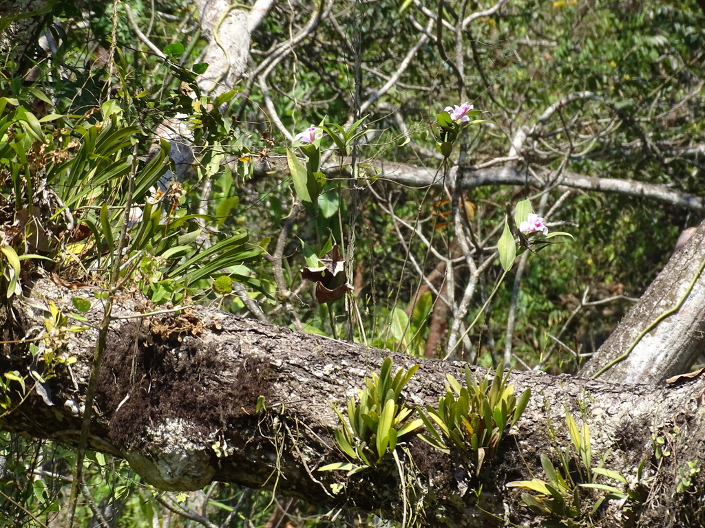 Sobralia decora
