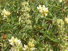 Lupinus densiflorus