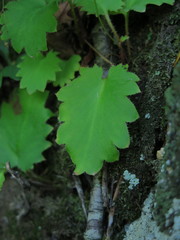 Micranthes oblongifolia