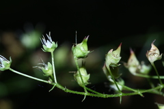 Micranthes oblongifolia