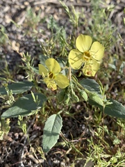 Chylismia claviformis integrior