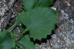 Micranthes oblongifolia