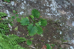 Micranthes oblongifolia
