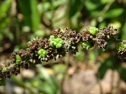 Image of Wissadula contracta by (c) Alexis López Hernández, some rights reserved (CC BY)