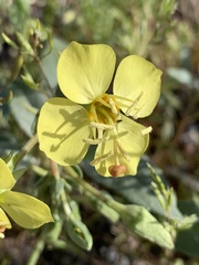 Chylismia claviformis integrior