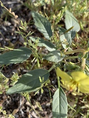 Chylismia claviformis integrior