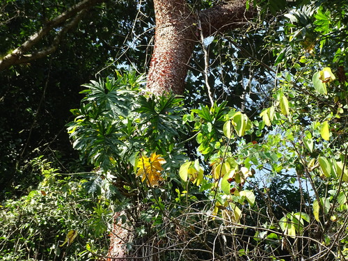 Philodendron radiatum