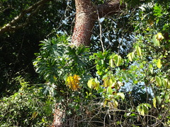 Philodendron radiatum