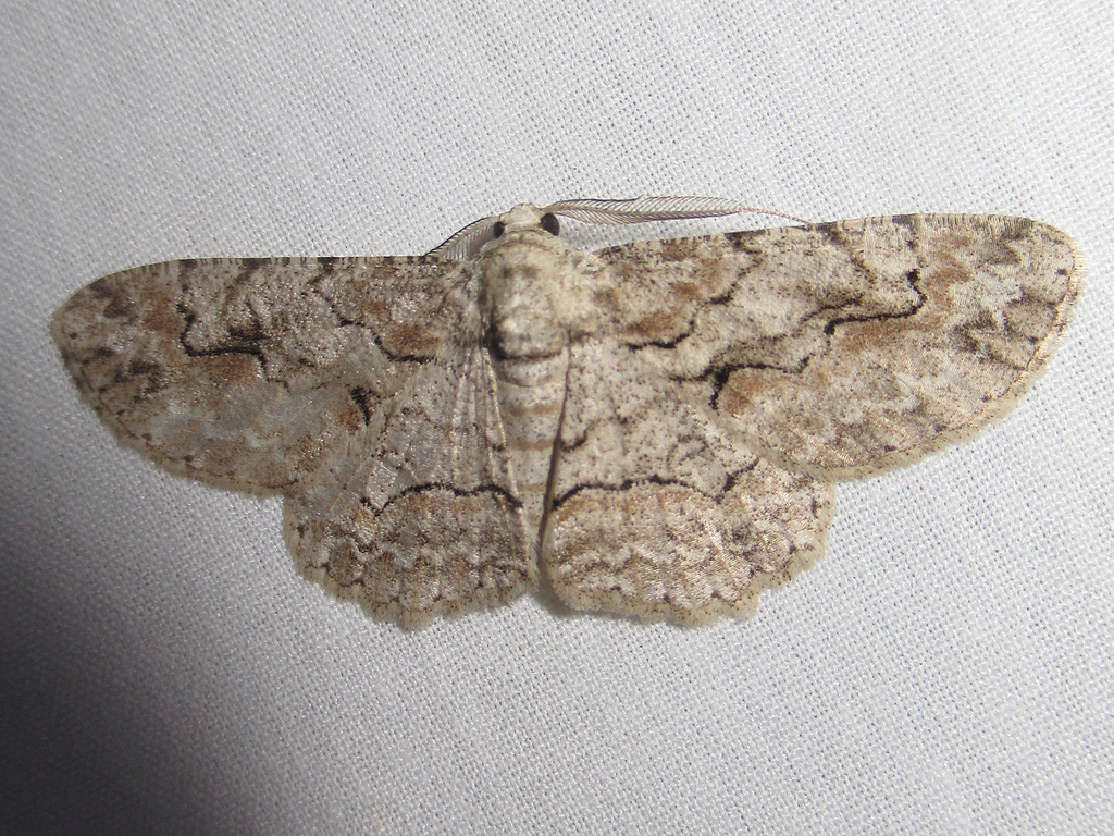 Brown-shaded Gray from Salton Dr., Austin, Travis Co., TX on December ...