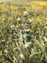 Malacothrix coulteri