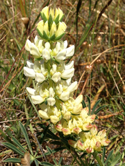 Lupinus densiflorus