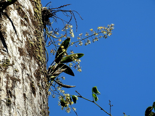 Image of Epidendrum stamfordianum by (c) Alexis López Hernández, some rights reserved (CC BY)