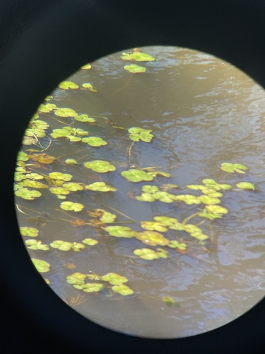 Australian water-clover (Marsilea mutica)