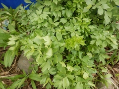 Levisticum officinale