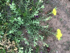 Oenothera hartwegii