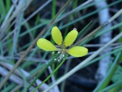 Cleome insolata