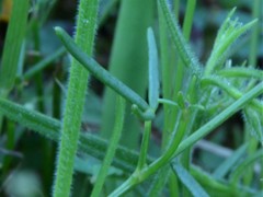 Cleome insolata