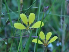 Cleome insolata