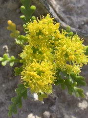 Lepidium flavum