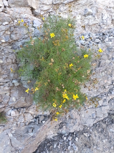 Image of Coreocarpus dissectus by no rights reserved