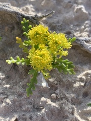 Lepidium flavum