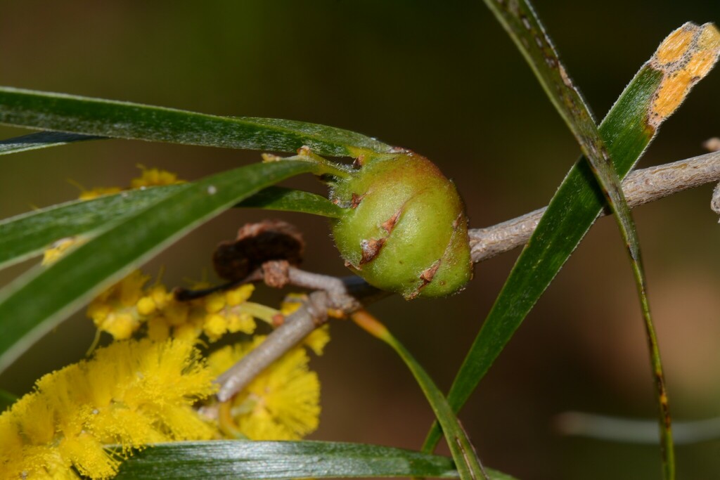 Trichilogaster flavivena
