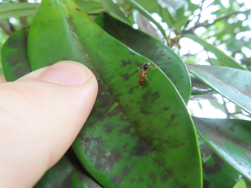 Florida carpenter ant