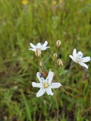Triteleia lilacina