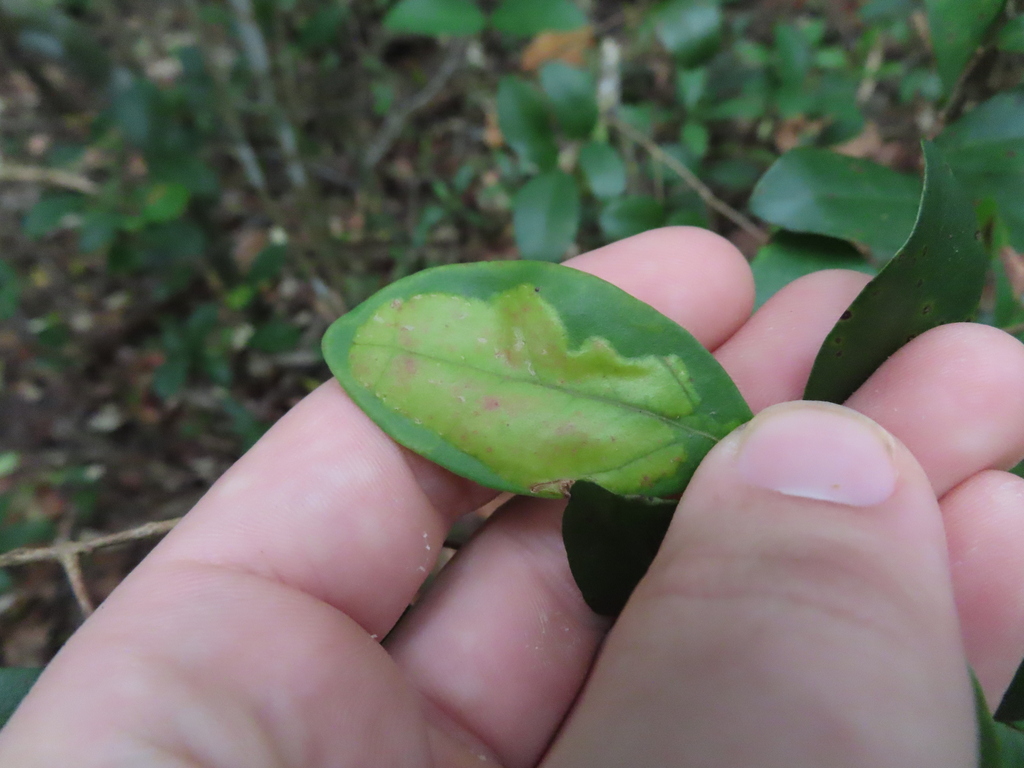 Chilocampyla dyariella