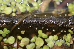 Sminthurides aquaticus