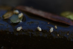 Sminthurides aquaticus