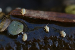 Sminthurides aquaticus