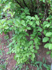 Schisandra chinensis