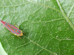 Graphocephala