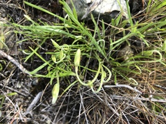 Microseris nutans