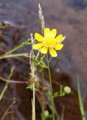 Blennosperma nanum