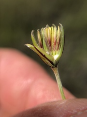 Microseris nutans