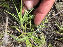 Microseris nutans
