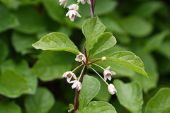 Schisandra chinensis