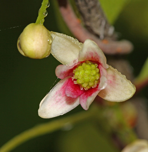 Chinese magnolia-vine