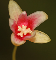 Schisandra chinensis