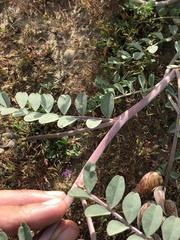 Astragalus lentiginosus nigricalycis