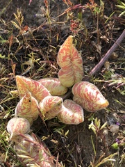 Astragalus lentiginosus nigricalycis