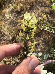 Astragalus lentiginosus nigricalycis