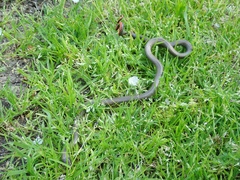 Diadophis punctatus modestus
