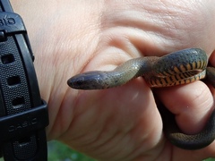 Diadophis punctatus modestus